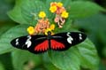 261 Doris-Falter - Heliconius doris